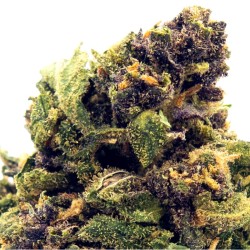 Fleur CBD Cheese (7-9%) Culture Naturelle Italie _ Calitop