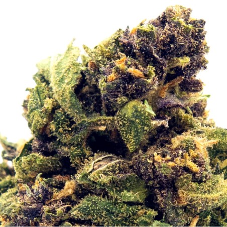 Fleur CBD Cheese (7-9%) Culture Naturelle Italie _ Calitop